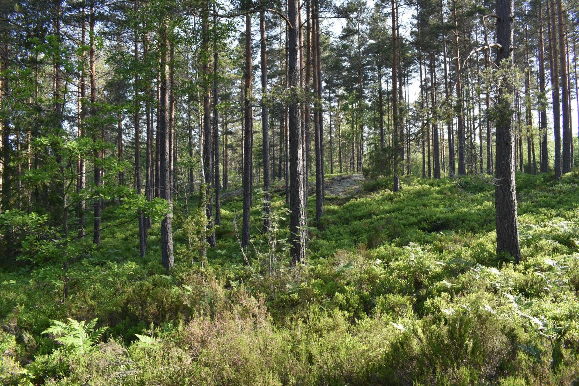 Hus Vena - Schoenes Ferienhaus Naehe Vimmerby Und Astrid Lindgrens Vaerld エクステリア 写真